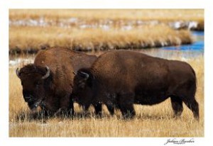 bison_romance_by_slumberawaysasquatch-d4h5x5e.jpg